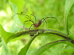 Leiobunum calcar
