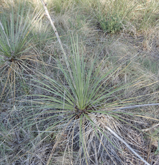 Yucca campestris