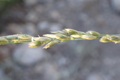 Festuca kingii