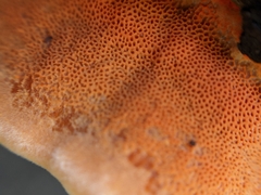 Piptoporus australiensis