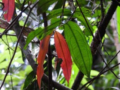 Brackenridgea australiana