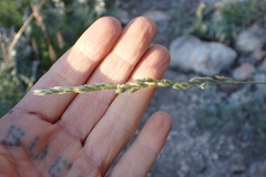 Festuca kingii