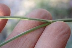 Festuca kingii