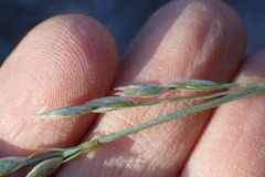 Festuca kingii