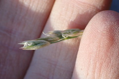 Festuca kingii