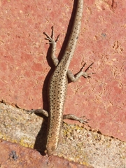 Cryptoblepharus pannosus