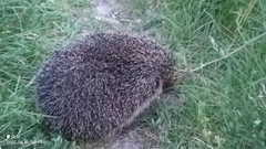Erinaceus roumanicus