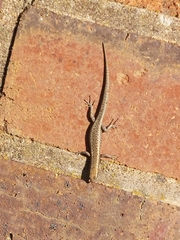 Cryptoblepharus pannosus