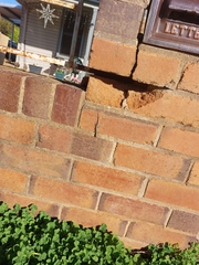 Cryptoblepharus pannosus