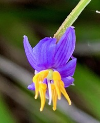 Dianella caerulea vannata