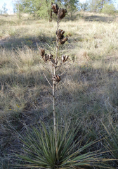 Yucca campestris