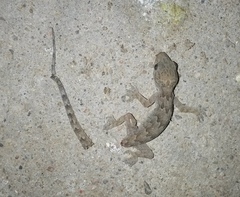Hemidactylus flaviviridis