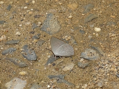 Curetis acuta