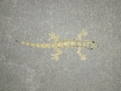 Hemidactylus flaviviridis