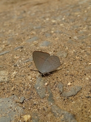 Curetis acuta