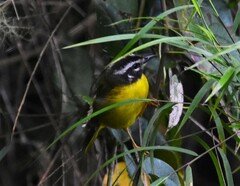 Myiothlypis basilica
