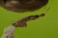 Uloborus plumipes