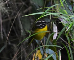 Myiothlypis basilica