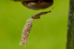 Uloborus plumipes