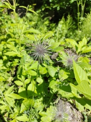 Pulsatilla ambigua