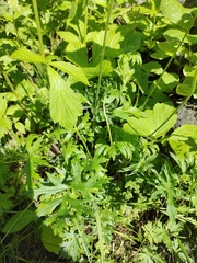 Pulsatilla ambigua