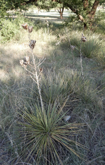 Yucca campestris