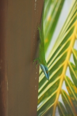 Anolis allisoni