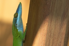 Anolis allisoni
