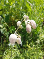 Silene vulgaris