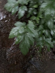 Xanthorhiza simplicissima