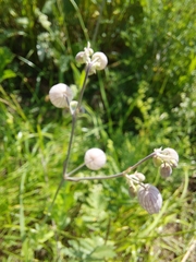 Silene vulgaris