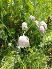 Silene vulgaris