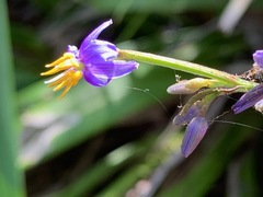 Dianella caerulea vannata