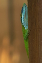 Anolis allisoni