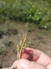 Carex aurea