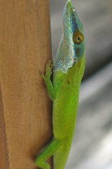 Anolis allisoni