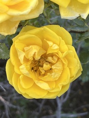 Rosa × harisonii