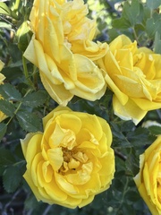 Rosa × harisonii