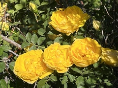 Rosa × harisonii