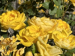 Rosa × harisonii