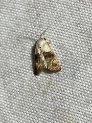 Eugnosta erigeronana