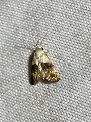 Eugnosta erigeronana