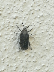 Ripiphoridae