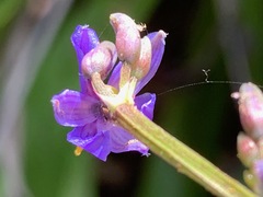 Dianella caerulea vannata