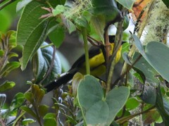 Myioborus flavivertex