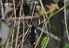 Myioborus flavivertex