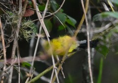 Myioborus flavivertex