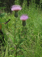 Cirsium carolinianum