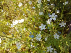 Stellaria graminea