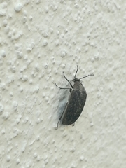 Ripiphoridae